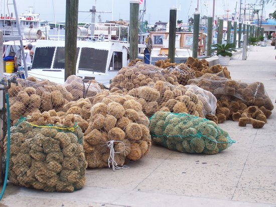 tarpon springs sponge docks